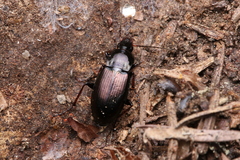 Calathus metallicus