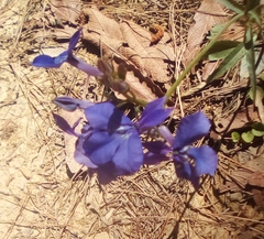 Lobelia sublibera