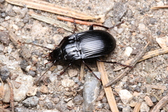 Abax ovalis