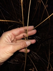 Juncus haenkei