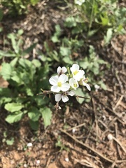 Diplotaxis erucoides