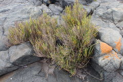 Salicornia littorea