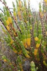 Salicornia littorea