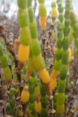 Salicornia littorea