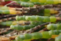 Salicornia littorea
