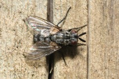 Triarthria setipennis