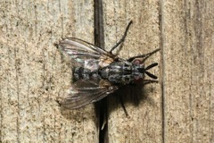 Triarthria setipennis
