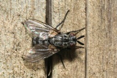 Triarthria setipennis