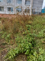 Heracleum sphondylium sibiricum