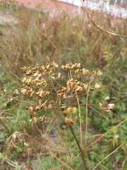 Heracleum sphondylium sibiricum