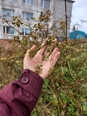 Heracleum sphondylium sibiricum