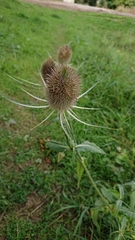 Dipsacus fullonum