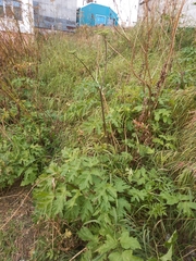 Heracleum sphondylium sibiricum