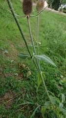 Dipsacus fullonum