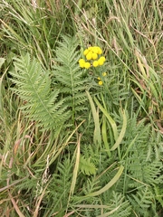 Tanacetum vulgare boreale