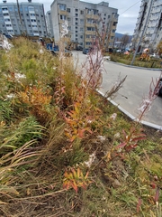 Chamaenerion angustifolium