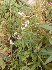 Achillea alpina camtschatica
