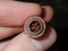 Eucalyptus longifolia