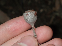 Eucalyptus longifolia