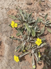 Goodenia robusta