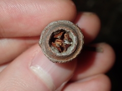 Eucalyptus longifolia