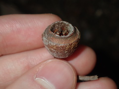 Eucalyptus longifolia