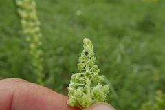 Bruchela suturalis