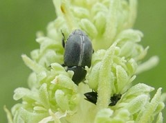 Bruchela suturalis