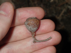 Eucalyptus longifolia