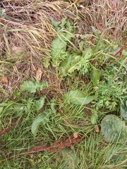 Rumex longifolius