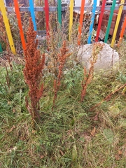 Rumex longifolius