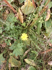 Taraxacum ceratophorum