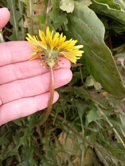 Taraxacum ceratophorum