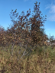 Alnus alnobetula fruticosa