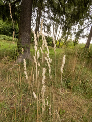 Dactylis glomerata