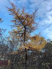 Larix gmelinii