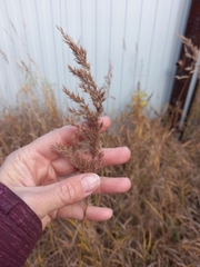Calamagrostis purpurea