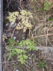 Anthriscus sylvestris