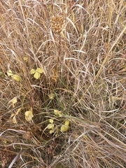 Ligusticum scothicum