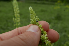 Bruchela suturalis