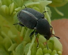 Bruchela suturalis