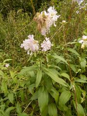 Saponaria officinalis