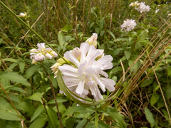 Saponaria officinalis