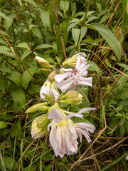 Saponaria officinalis