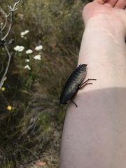 Polyzosteria limbata