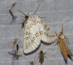 Philtraea paucimacula