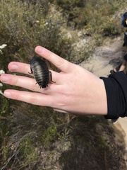 Polyzosteria limbata