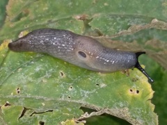 Krynickillus melanocephalus