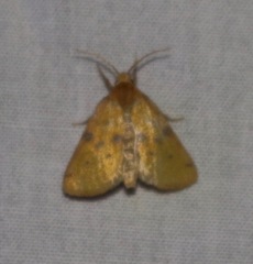 Azenia obtusa