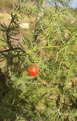 Asparagus palaestinus